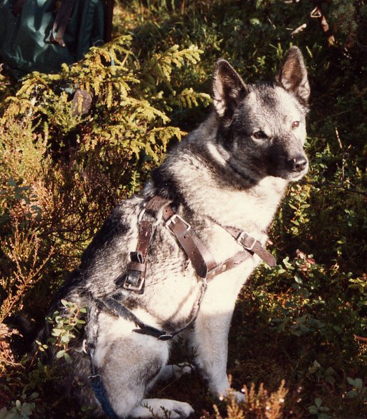 1985 Varga.jpg - Gunnar Amdal hadde med seg Varga